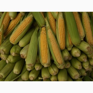 Заморожена кукурудза початки не бланшировані цукрової кукурудзи