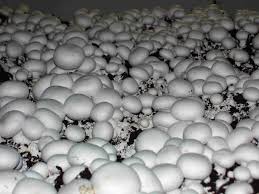 Фото 4. Продам грибы шампиньоны оптом сорт первый фторой белый чистые своей теплицы