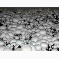Продам грибы шампиньоны оптом сорт первый фторой белый чистые своей теплицы
