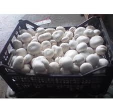 Фото 6. Продам грибы шампиньоны оптом сорт первый фторой белый чистые своей теплицы
