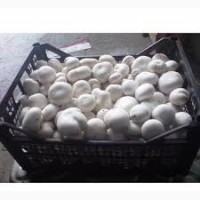 Продам грибы шампиньоны оптом сорт первый фторой белый чистые своей теплицы