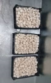 Фото 7. Продам грибы шампиньоны оптом сорт первый фторой белый чистые своей теплицы