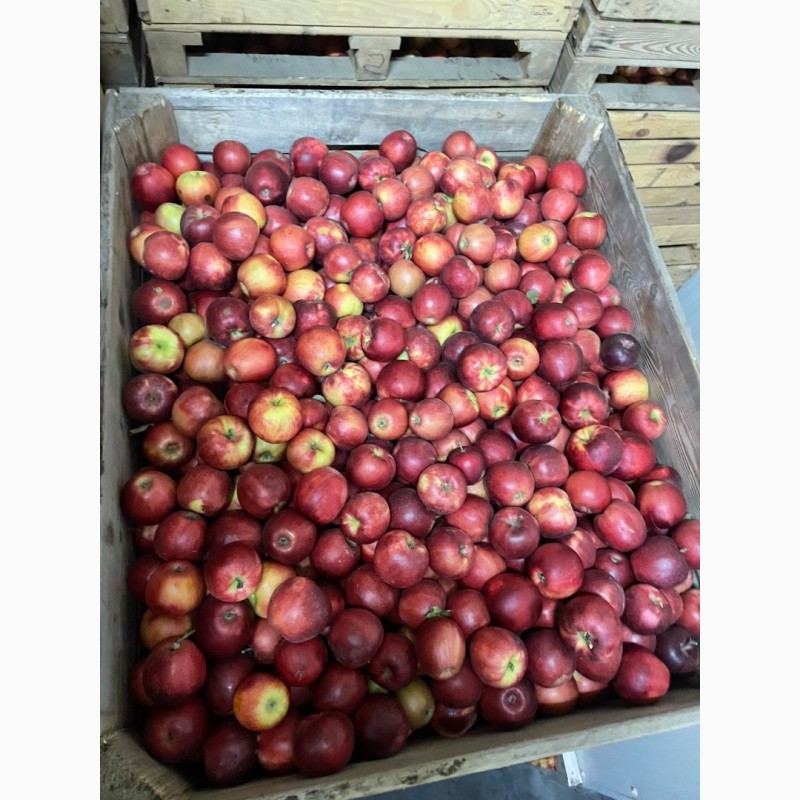 Фото 3. Продам яблука з холодильника газовані(смарт фреш)