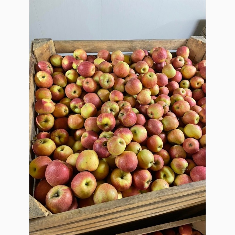 Фото 5. Продам яблука з холодильника газовані(смарт фреш)