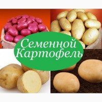 Картофель посевной (посадочный)