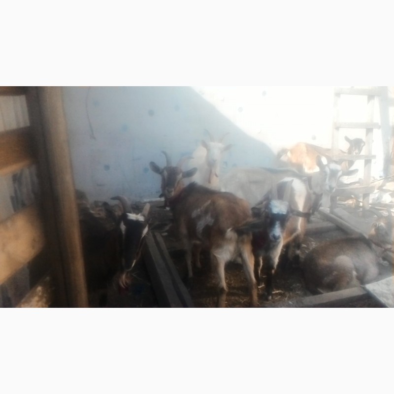 Фото 2. Продам породистых молдьых коз