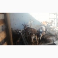 Продам породистых молдьых коз