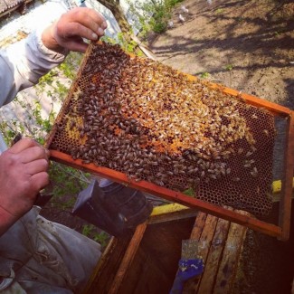 Продам бджоли та бджолосім*ї