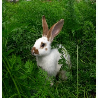 Кролики, кролі - тушками та живою вагою продам (оптом і в роздріб)