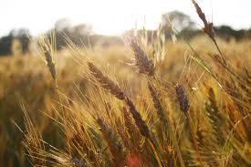 Фото 2. Покупаем пшеницу оптом.Урожай 2019
