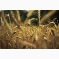 Покупаем пшеницу оптом.Урожай 2019