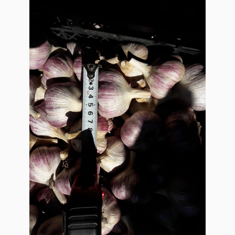 Фото 5. Продам чеснок урожая 2019-го года, сорт Любаша