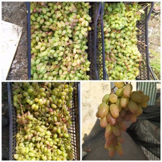 Продам виноград Преображение, Ливия