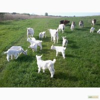 Козье мясо полудиких коз-самое органическое и лечебное в Украине