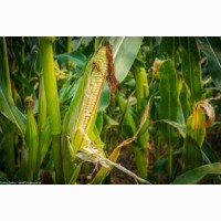 ТАР 349 ФАО 290 семена кукурузы