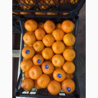 Продам цитрусовые апельсин мандарин