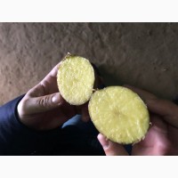 Продаю картофель Крыница