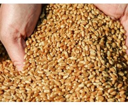 Фото 3. Покупаем пшеницу продовольственную и фуражную
