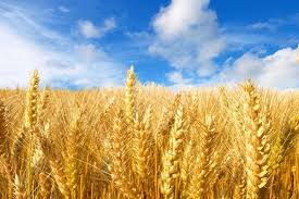 Фото 4. Покупаем пшеницу продовольственную и фуражную