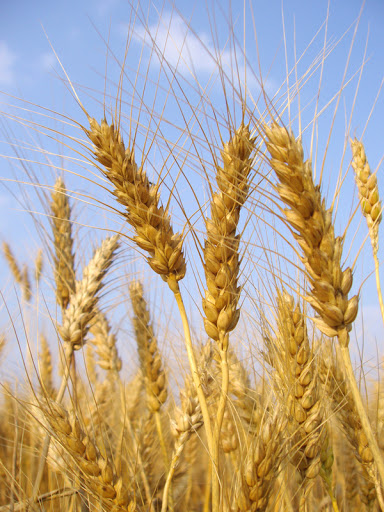 Фото 6. Покупаем пшеницу продовольственную и фуражную