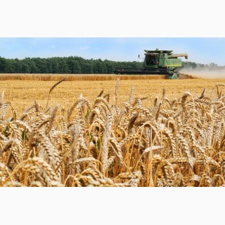 Покупаем пшеницу продовольственную и фуражную