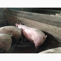 Продам свиней мясної породи