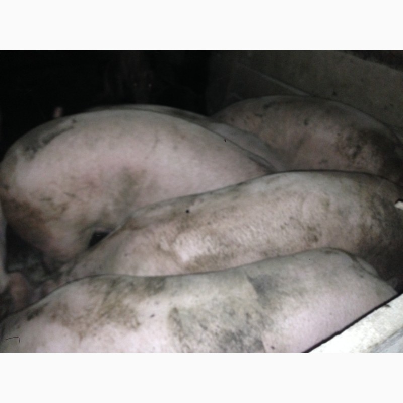 Фото 4. Продам свиней мясної породи