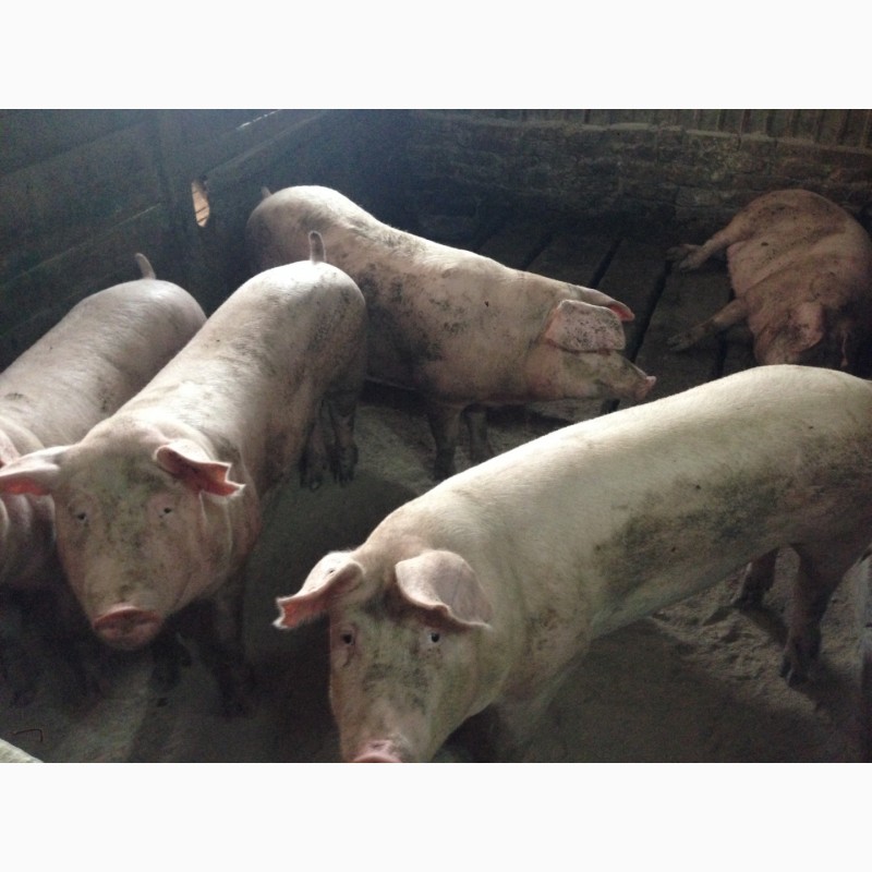 Фото 5. Продам свиней мясної породи