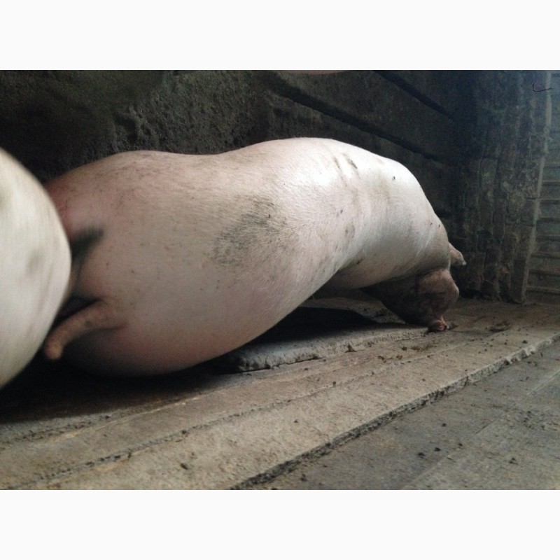 Фото 6. Продам свиней мясної породи