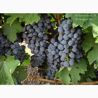 Продам виноград сорта Ркацители и Каберне