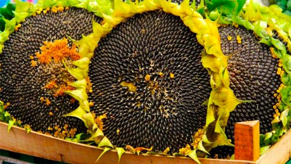 Фото 4. Врожай 2020 року. Купуємо соняшник олійний