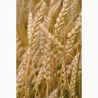Продам зерно пшениці озимої з городу
