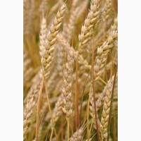 Продам зерно пшениці озимої з городу