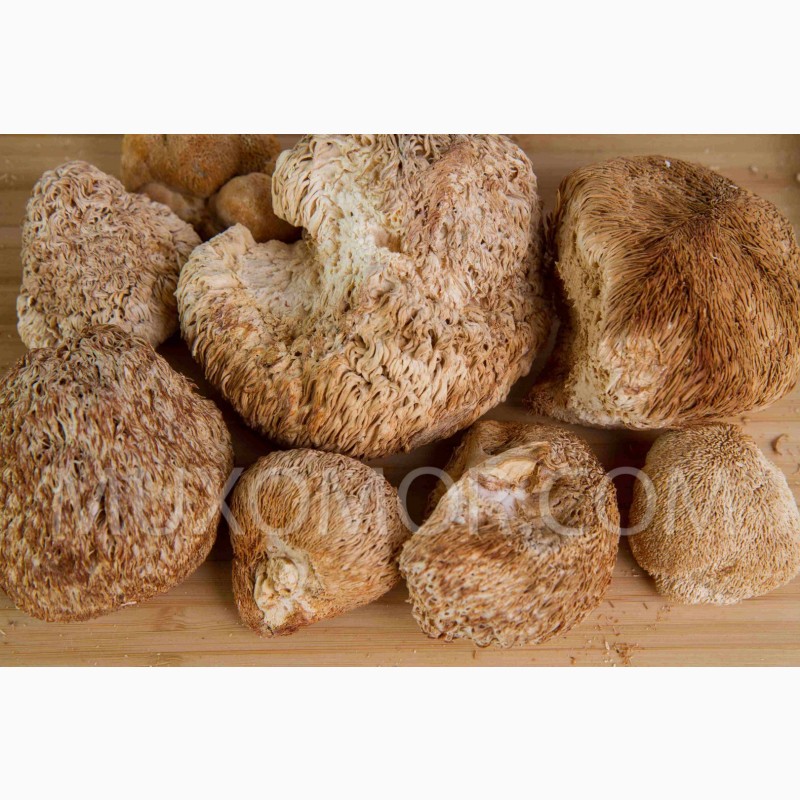 Фото 4. Ежовик гребенчатый ДИКИЙ (Lion#039; s mane) ЦЕЛЫЕ плоды гриба - 50 гр