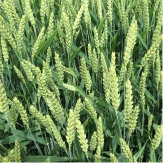 Пшениця озима ЛЕНОКС (дворучка) (перша репродукція)