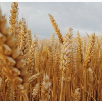 Насіння ОзимоЇ Пшениці Сімоніда