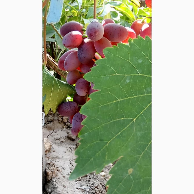 Фото 4. Саджанці винограду
