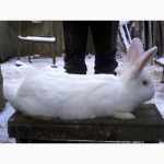Кролики порід: Панон, Каліфорнійський, НЗЧ