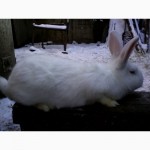 Кролики порід: Панон, Каліфорнійський, НЗЧ