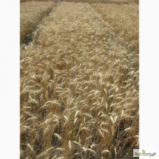 Семена пшеницы озимой - сорт Спасовка. 1 репродукция