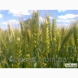 Продам семена озимой пшеницы Аналог, Видрада, Лисовая песня, Польская 90, Спасовка