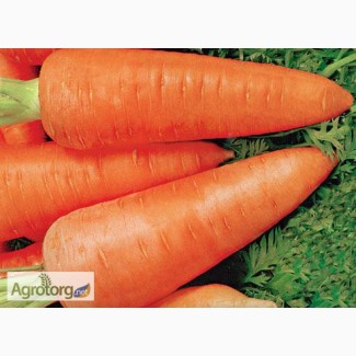 Ройал Шансон - 1 кг (Морковь) (Seminis)