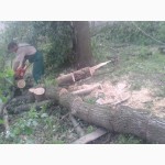 Предлагаем профессиональную обрезку деревьев