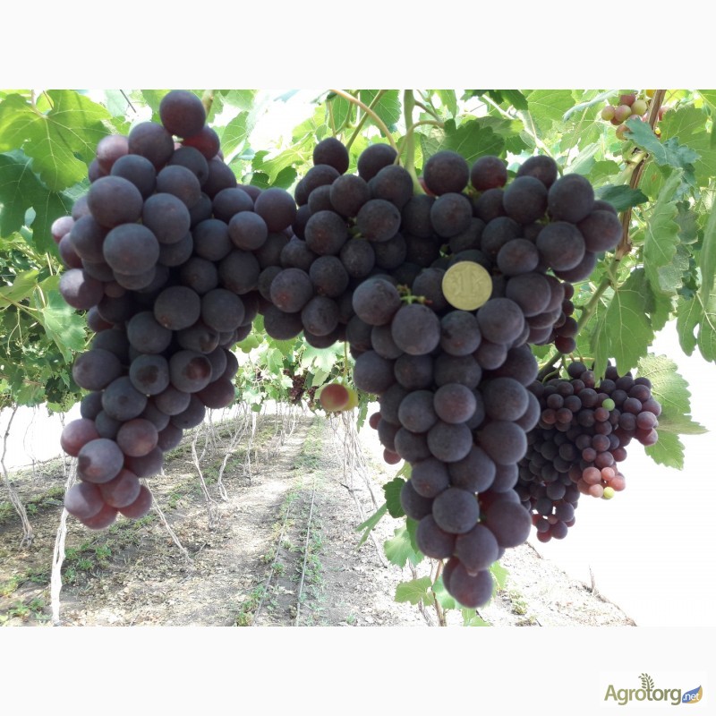 Фото 4. Продам виноград оптом