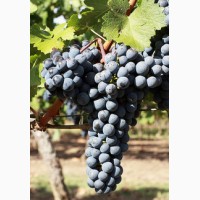 Продам технические сорта винограда