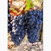 Продам технические сорта винограда