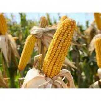 Семена кукурузы Любава 279МВ