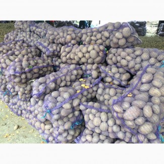 Продам картофель напрямую от производителя от 10тонн – узнай и съэкономь