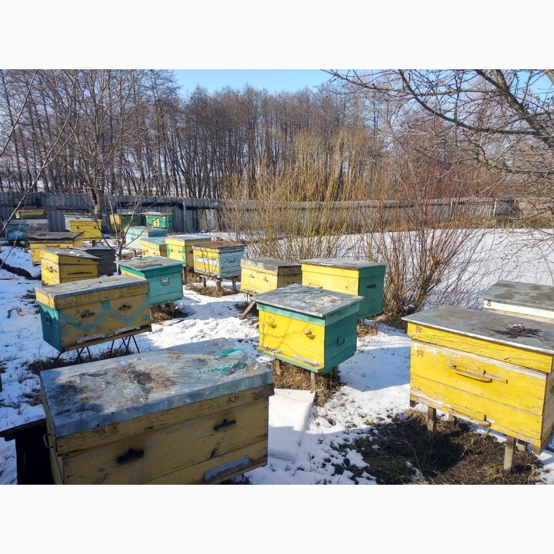 Фото 3. Продам бджолопакети - Українська степова