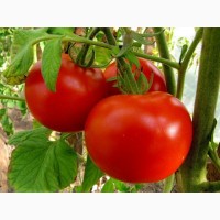 Продам розсаду помідор